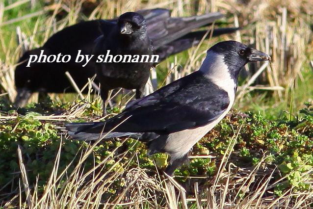 �Ó�̕��ƌ�