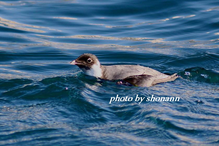 �Ó�̕��ƌ�