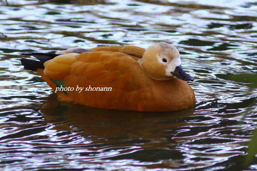 �Ó�̕��ƌ�