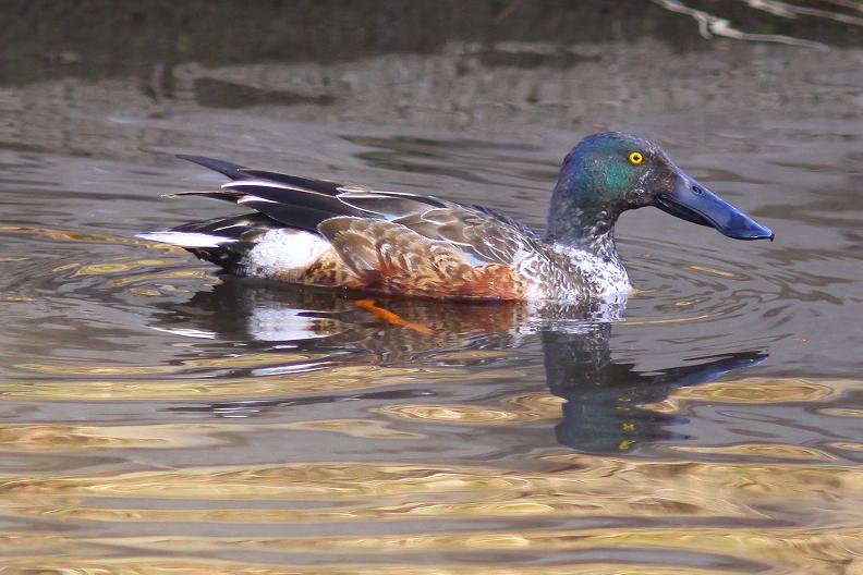 �Ó�̕��ƌ�