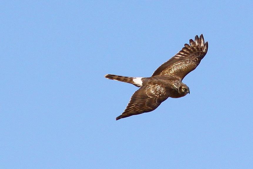 �Ó�̕��ƌ�