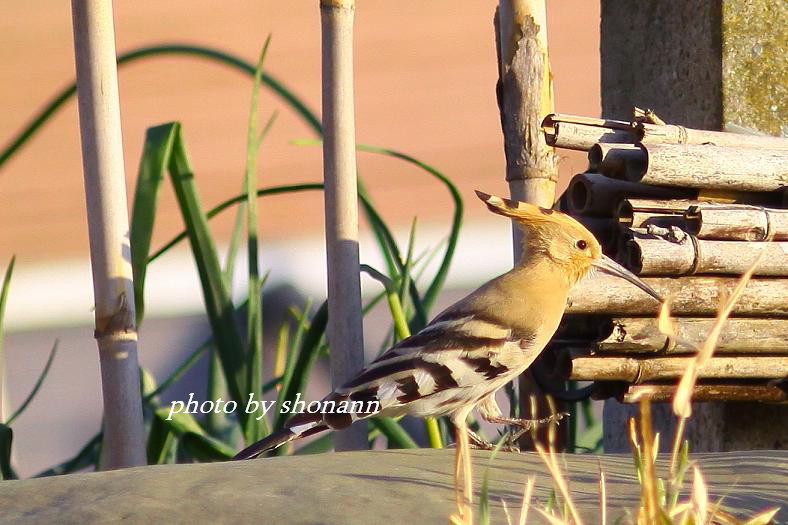 �Ó�̕��ƌ�