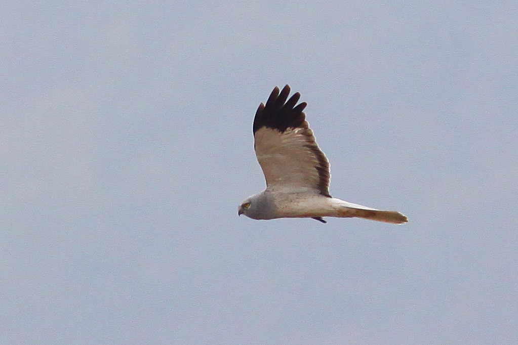 �Ó�̕��ƌ�