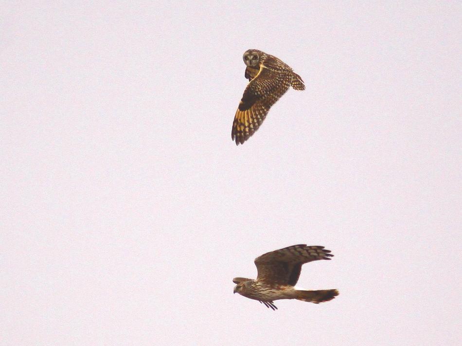 �Ó�̕��ƌ�