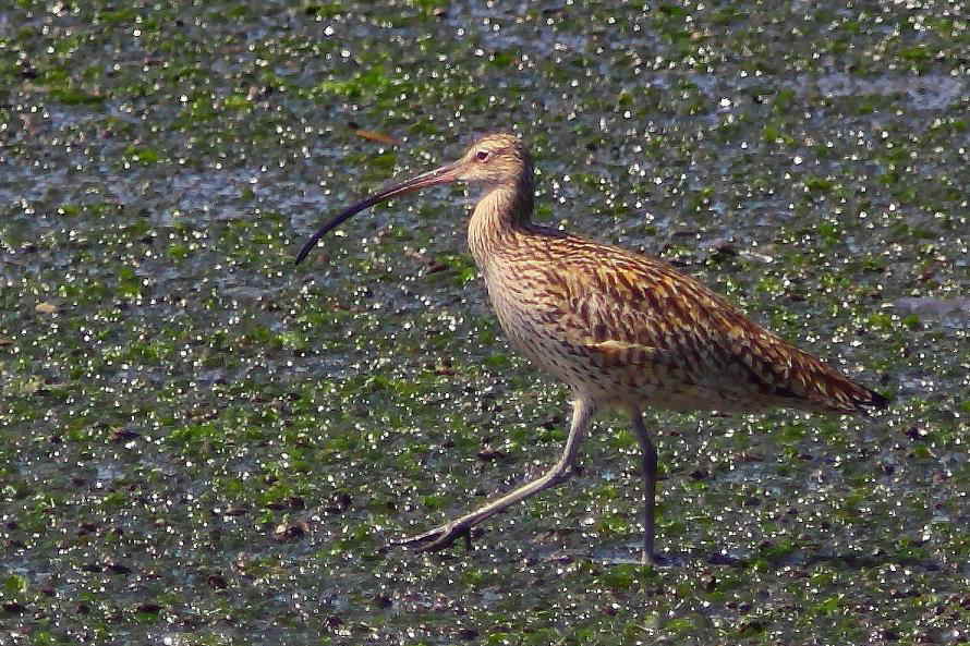 �Ó�̕��ƌ�