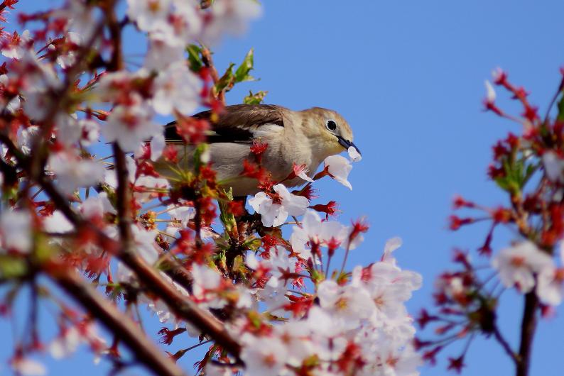 �Ó�̕��ƌ�