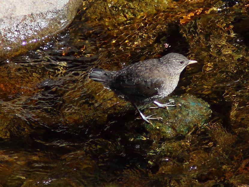 �Ó�̕��ƌ�