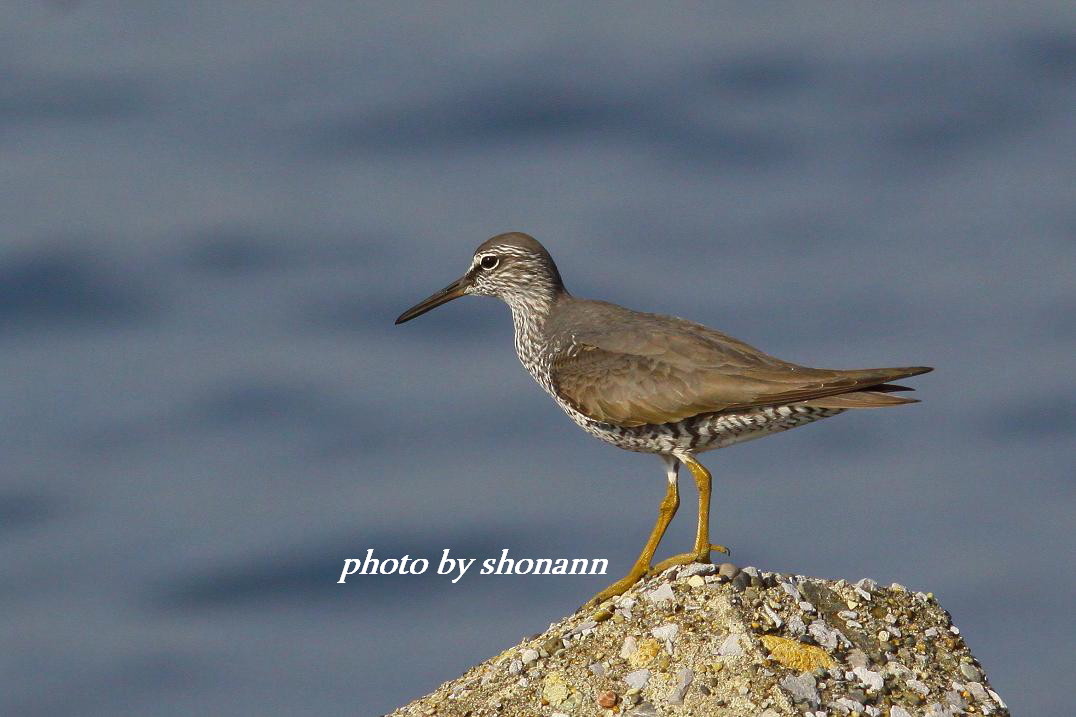 �Ó�̕��ƌ�