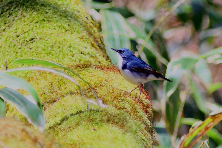 �Ó�̕��ƌ�