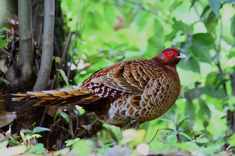 �Ó�̕��ƌ�