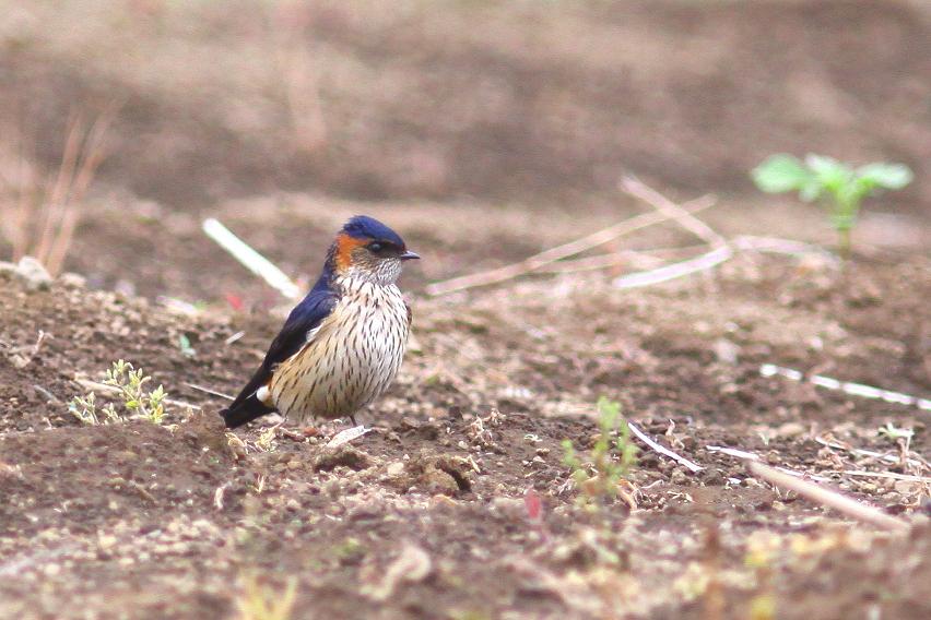 �Ó�̕��ƌ�