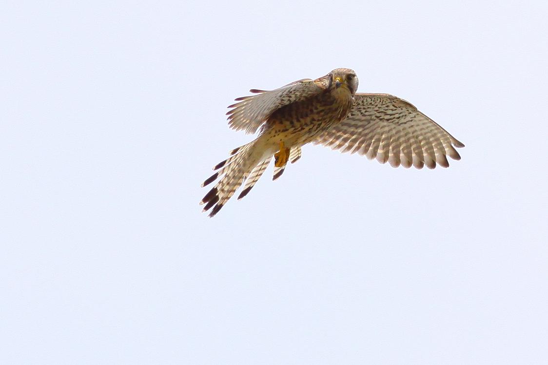 �Ó�̕��ƌ�