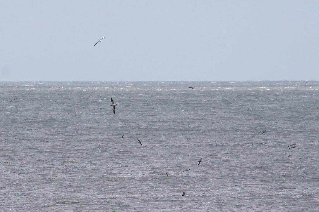 �Ó�̕��ƌ�