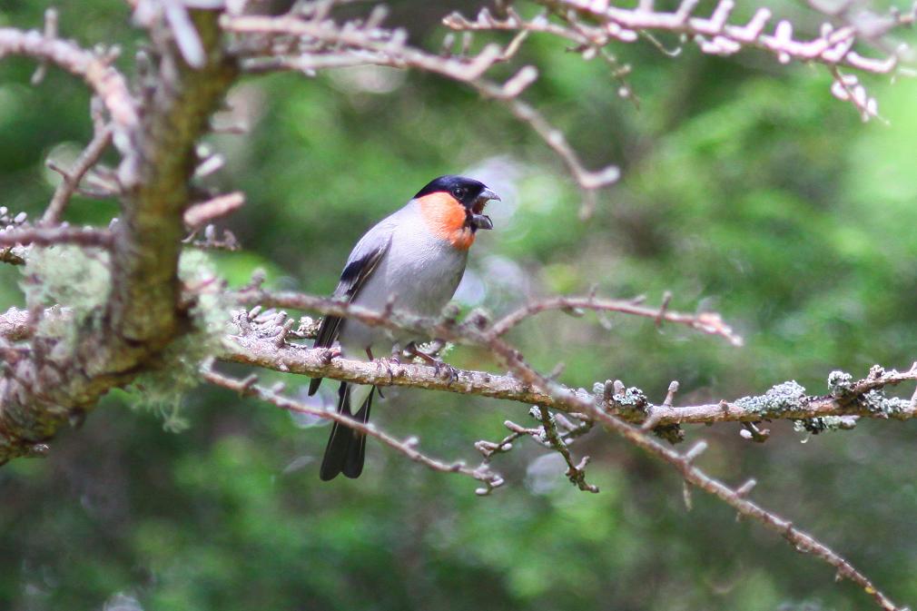 �Ó�̕��ƌ�