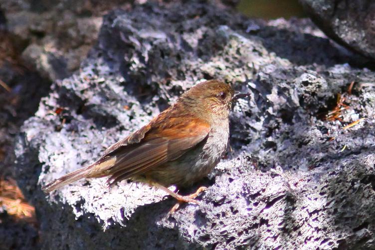 �Ó�̕��ƌ�