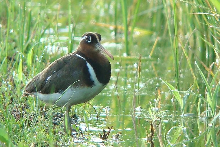 �Ó�̕��ƌ�