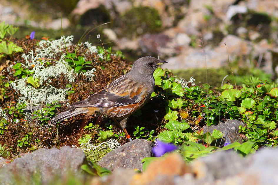 �Ó�̕��ƌ�