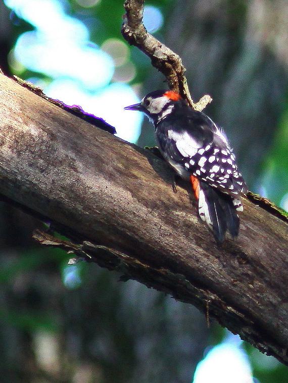 �Ó�̕��ƌ�