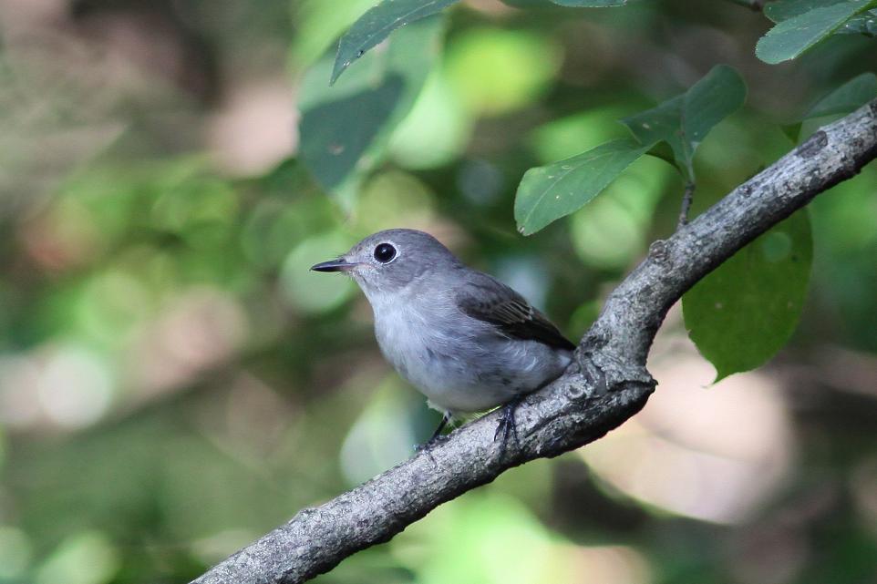 �Ó�̕��ƌ�