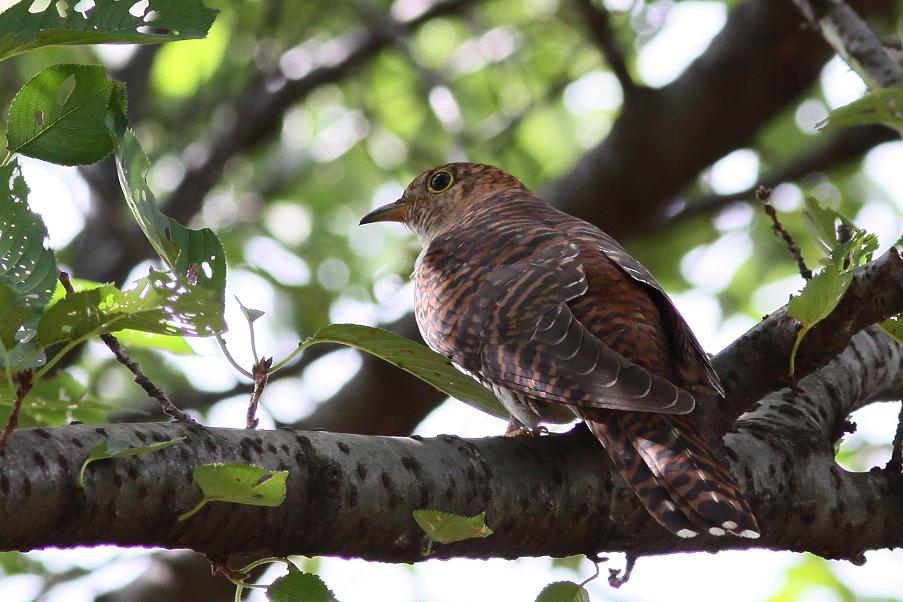 �Ó�̕��ƌ�