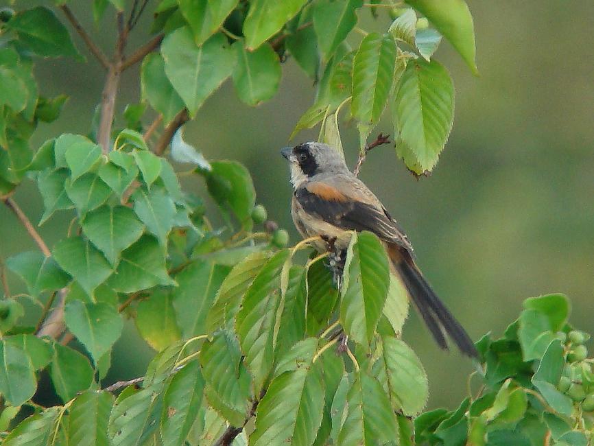 �Ó�̕��ƌ�