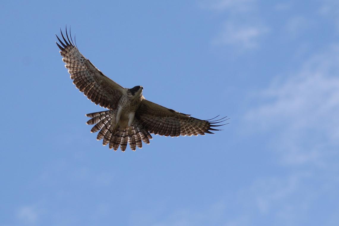 �Ó�̕��ƌ�