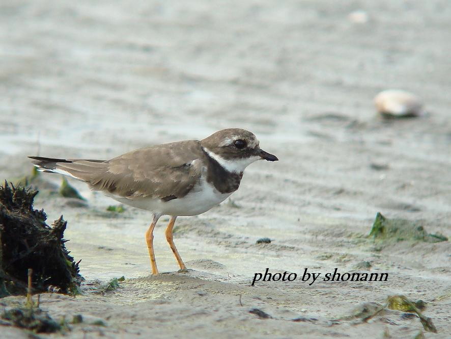 �Ó�̕��ƌ�