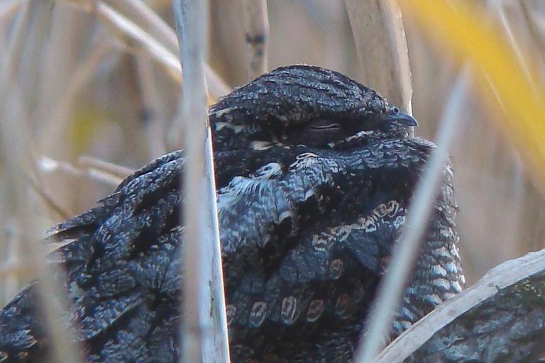 �Ó�̕��ƌ�