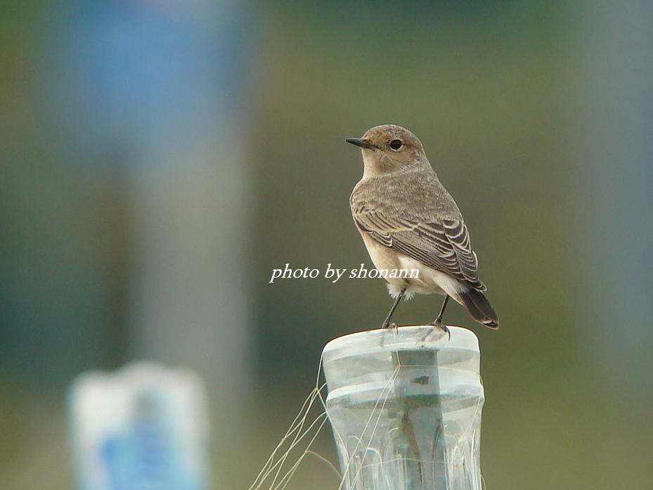 �Ó�̕��ƌ�