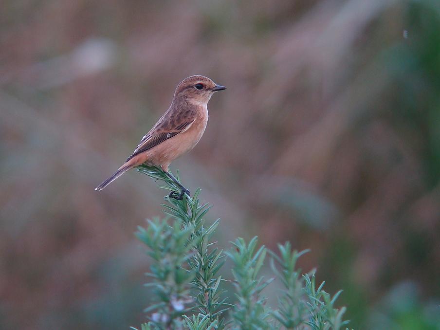 �Ó�̕��ƌ�