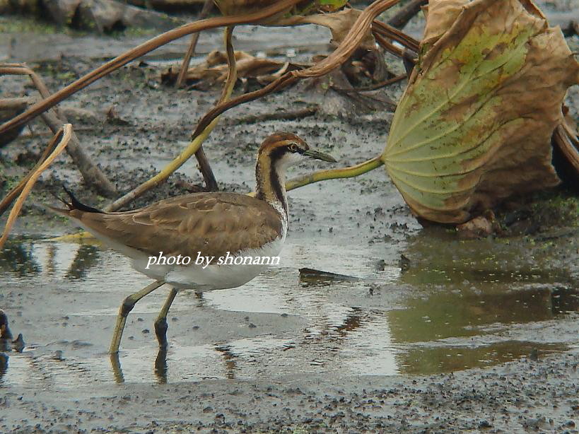 �Ó�̕��ƌ�