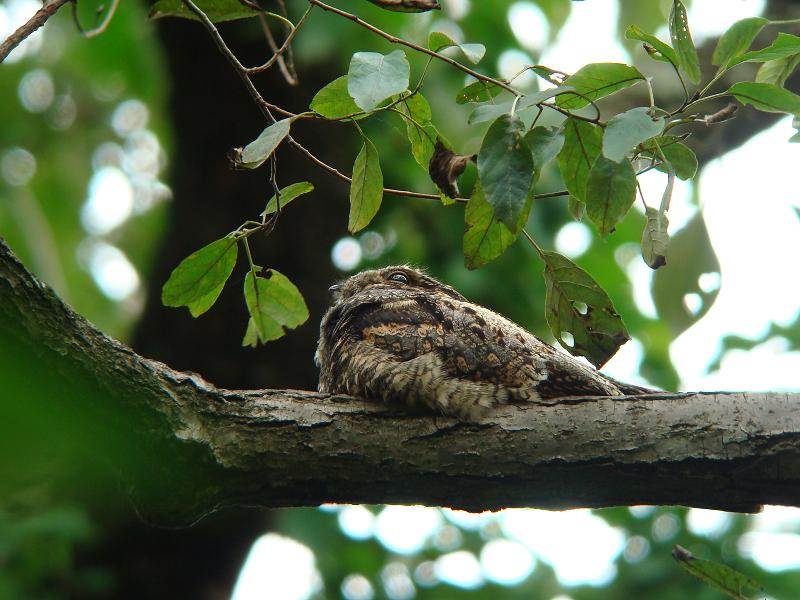 �Ó�̕��ƌ�