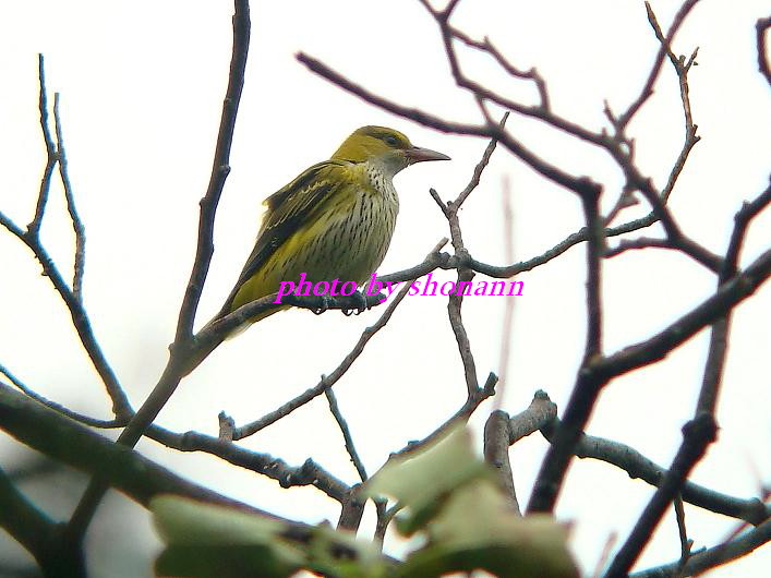 �Ó�̕��ƌ�