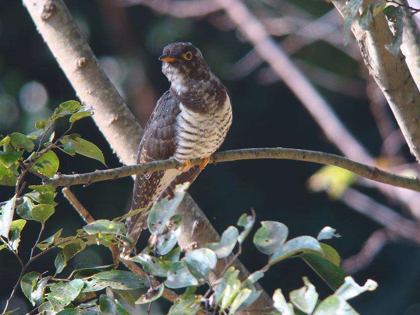 �Ó�̕��ƌ�