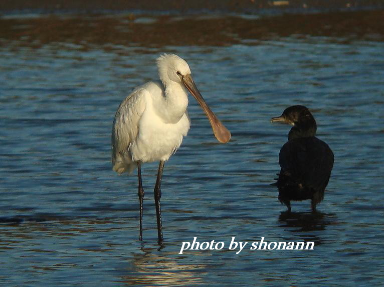 �Ó�̕��ƌ�