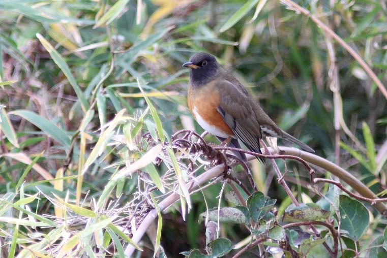 �Ó�̕��ƌ�