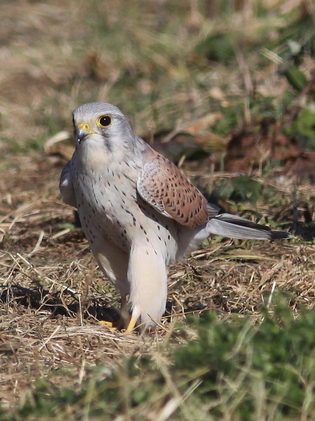 �Ó�̕��ƌ�