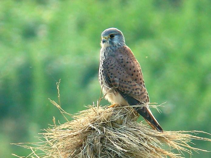 �Ó�̕��ƌ�