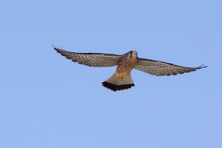 �Ó�̕��ƌ�