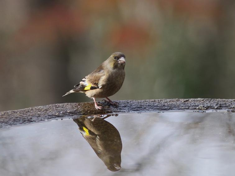 �Ó�̕��ƌ�