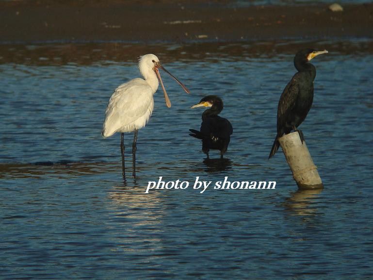 �Ó�̕��ƌ�