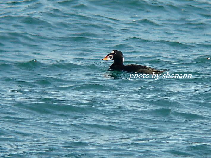 �Ó�̕��ƌ�