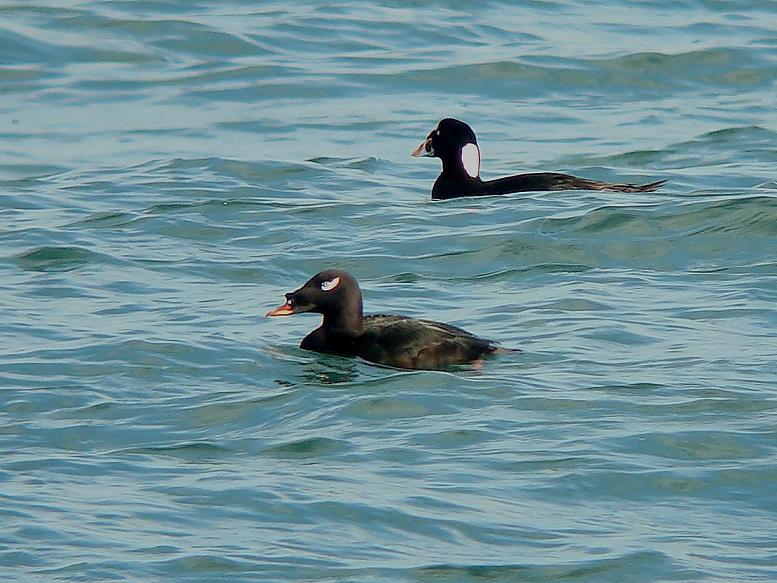 �Ó�̕��ƌ�