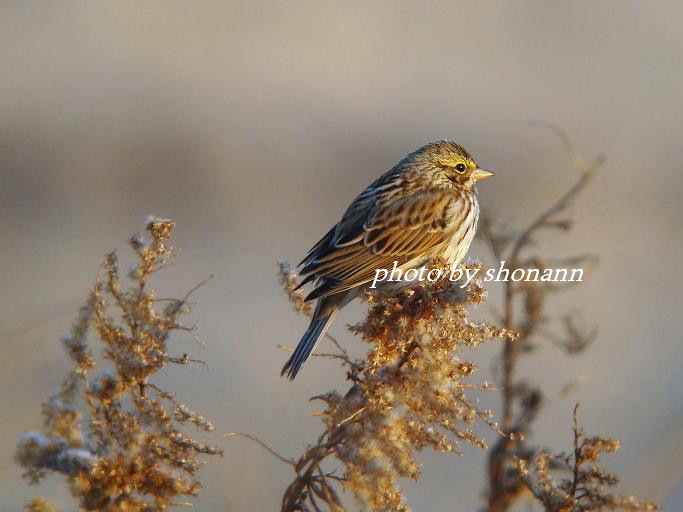 �Ó�̕��ƌ�