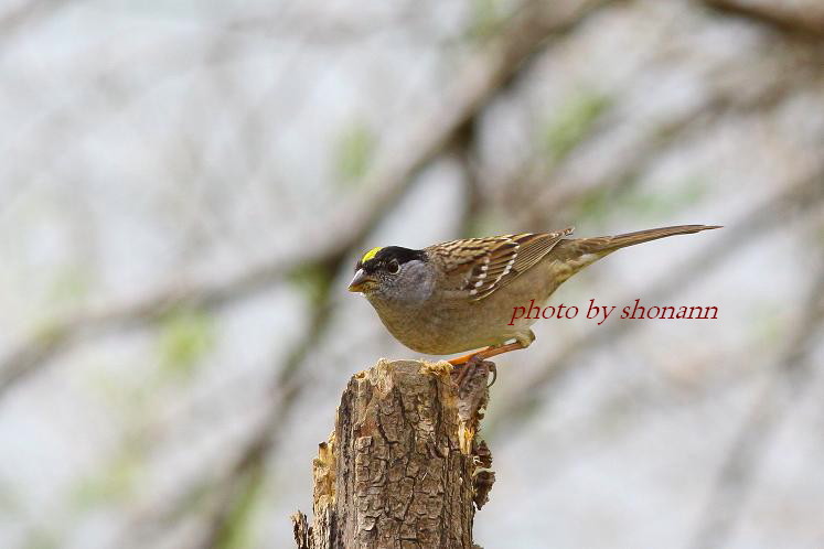 �Ó�̕��ƌ�