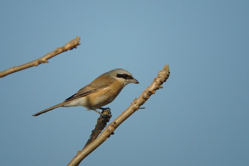 �Ó�̕��ƌ�