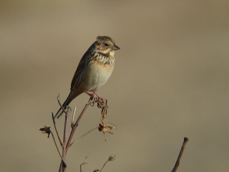 �Ó�̕��ƌ�