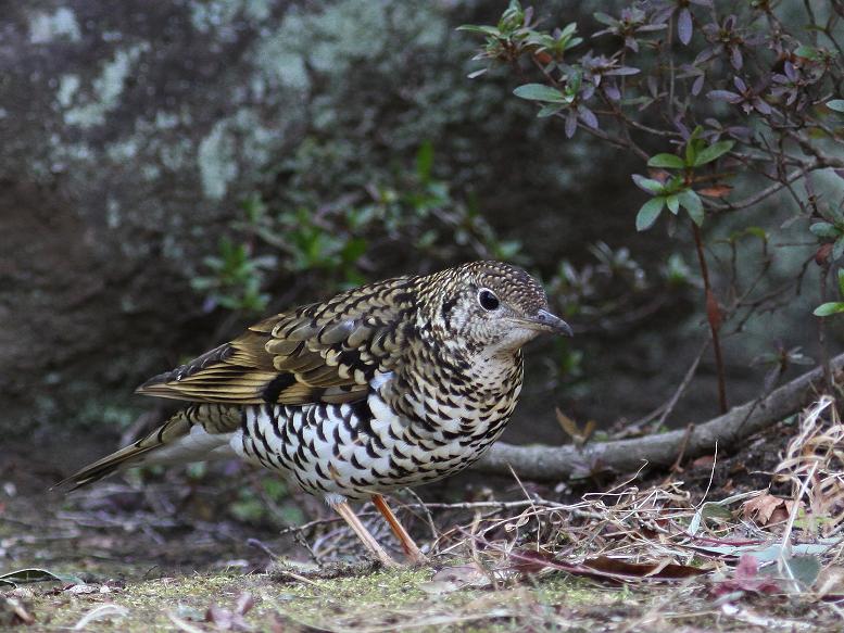 �Ó�̕��ƌ�