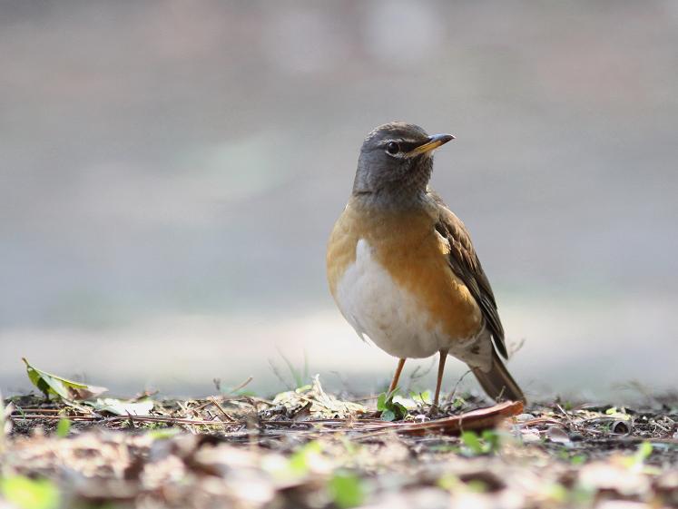 �Ó�̕��ƌ�