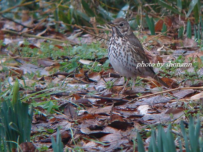 �Ó�̕��ƌ�